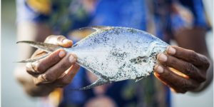 Fishers in West Santo Province are seeing decreasing fish sizes in their catch    - Credit: Nikiatu Kuautonga/Save the Children