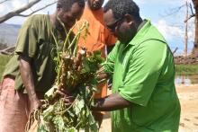 Agriculture Director Antoine Ravo handing over kumala and manioc cuttings to communities around central Pentecost.